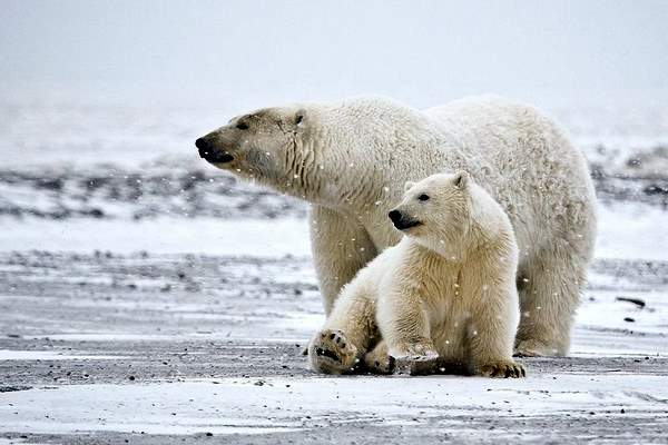 polar-bears