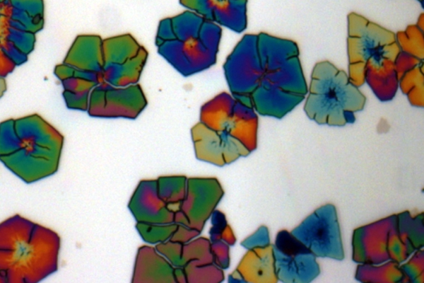 microscopic-image-will-turn-into-fabric-at-spoonflower-dot-com