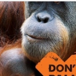 palm oil campaign
