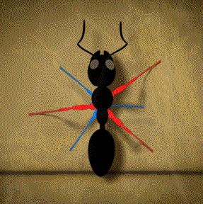 23 awesome facts -how an ant walks