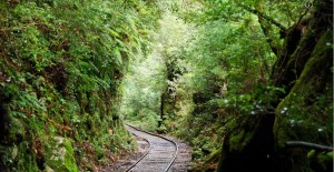forest in japan