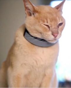 GPS PawTrack collar