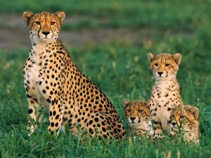 cheetahs_234_600x450