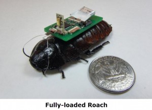 fully loaded roach