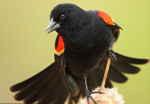 Red-winged blackbird