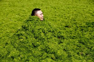 algae bloom in china