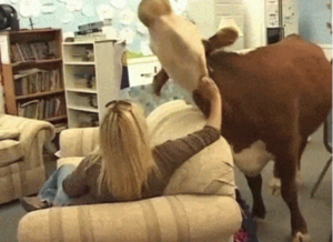 cow gets good scratch