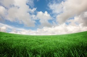 green grass