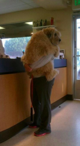 big dog trying to be brave