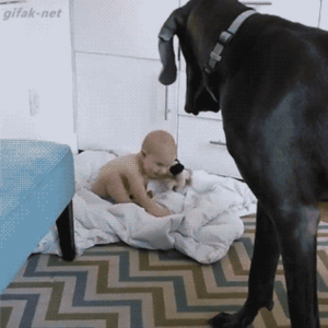 dog with baby