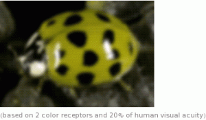 How dogs see a ladybug
