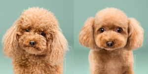 website -adorable pictures of dogs -before and after